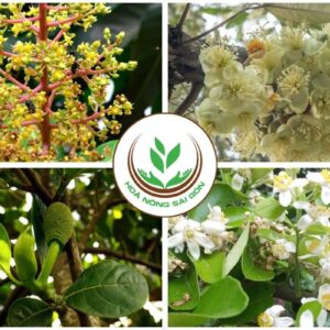 Công-dụng-phân-bón-lá-mập-chồi-mập-đọt-HS LEAFGREEN-33-11-11