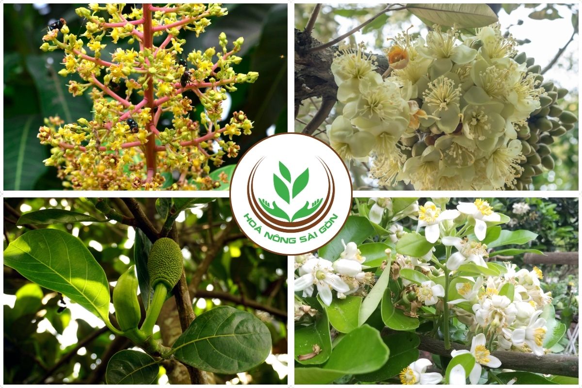 Công-dụng-phân-bón-lá-mập-chồi-mập-đọt-HS LEAFGREEN-33-11-11