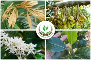 phân hóa mầm hoa; mầm ngủ; làm già lá; kích mầm; kích mắt cua