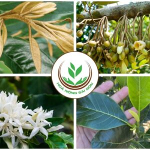 phân hóa mầm hoa; mầm ngủ; làm già lá; kích mầm; kích mắt cua
