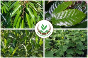 Phân bón trung vi lượng kích xanh dày lá
