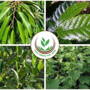 xanh lá; mập đọt; kích đọt; nuôi đọt; dưỡng cơi; phân bón vi lượng; phân bón trung lượng