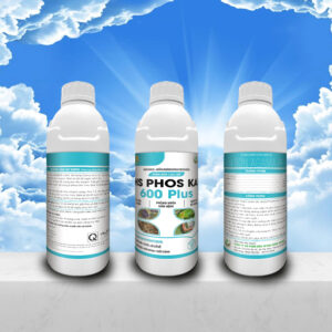 HS Phos KA 600 Plus, Thuốc trị xì mủ sầu riêng, Phosphonate lưu dẫn 2 chiều, Đặc trị nấm Phytophthora, Thuốc trị nứt thân xì mủ, Agama Phos, Thuốc thối rễ lở cổ rễ, Cách phục hồi sầu riêng suy yếu, Phân bón lá lân kali phosphite, Thuốc trị thối trái khô ngọn, Phân bón tăng sức đề kháng cây trồng, Thuốc trị nấm lưu dẫn hai chiều, Giá HS Phos KA 600 Plus, Kỹ thuật tiêm thân sầu riêng, Phân bón Hóa Nông Sài Gòn
